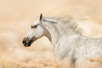 Portrait of gray beautiful arabian stallion at art background with clouds