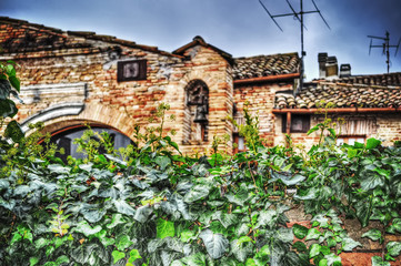 Obraz premium ivy leaves with old buildings on the background
