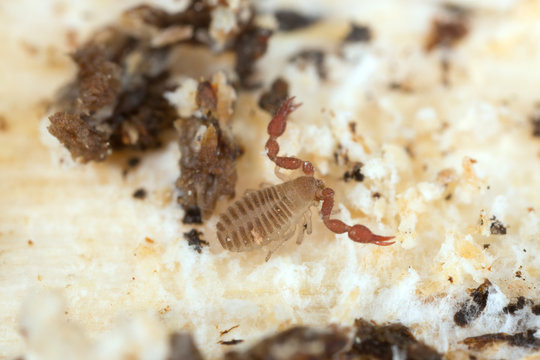 Book scorpion or pseudoscorpion 