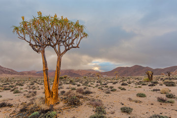 Flowering quiver tree