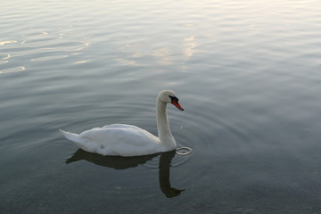 Beautiful swan