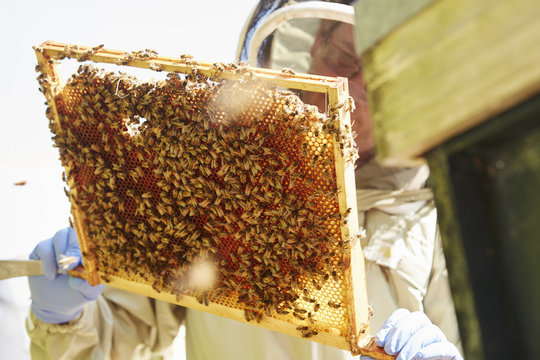 A beekeeper holding up a super frame with worker bees loading the cells in honey. 