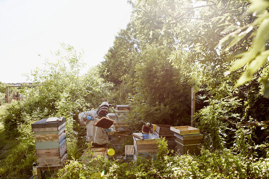 A beekeeper in a protective suit and face covering inspecting the frames in his bee hives. 