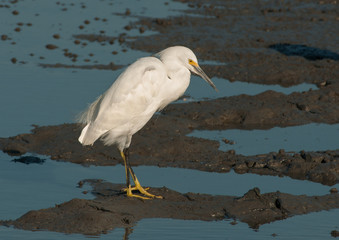 Snowy Egret