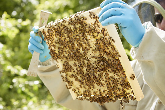 A beekeeper holding a wooden beehive frame covered in bees. 