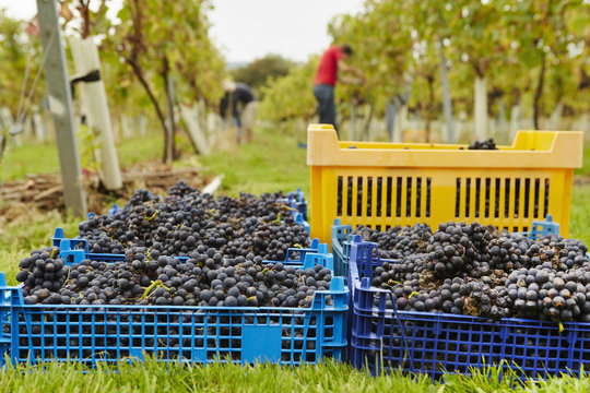 Grape Pickers at work harvesting red grapes. Heaped crates ready for collection. 