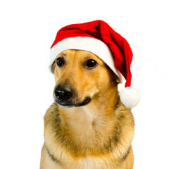 christmas dog