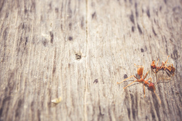Ants are eating died ant on wood floor background