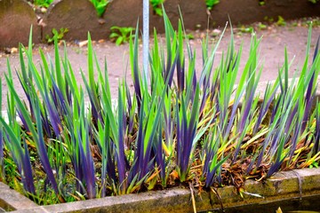 Nature's Art