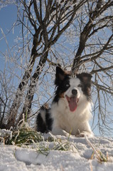 Beauty Portrait eines Border Collie im Schnee im Winter