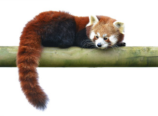 Obraz premium Red panda