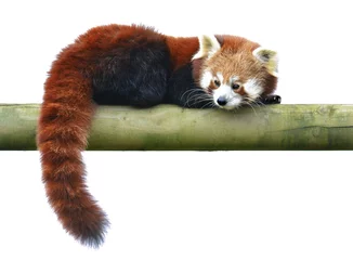 Acrylglasbilder Panda Red panda  © freila