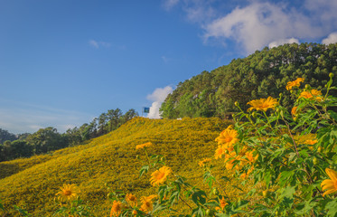 Mexican Sunflowers at Doi Mae U Kho