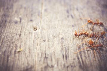 Ants are eating died ant on wood floor background