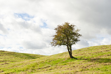 Hawthorn tree in a hilly field of grass.