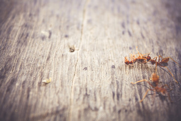 Ants are eating died ant on wood floor background