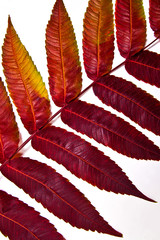 Close up view of autumn red leaf on white background