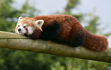 Red panda
