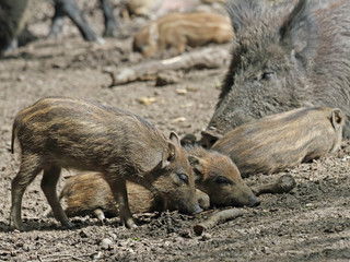 Wildschwein