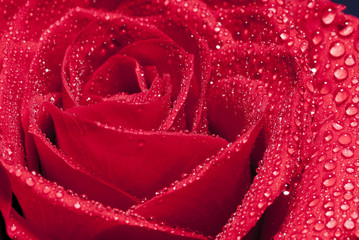 Red rose