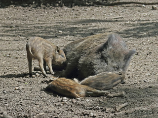 Wildschwein