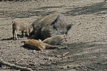Fototapeta premium Wildschwein