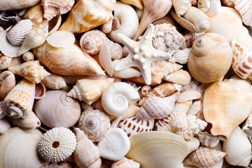 seashell background