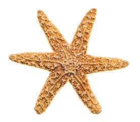 Starfish isolated on white background