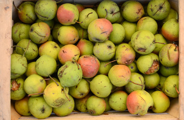 pure organic rare variety pear