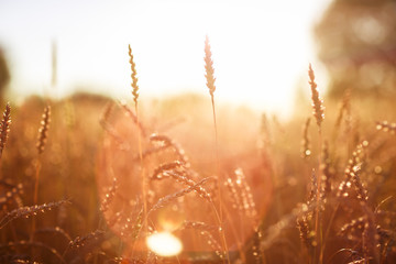 hands with wheat, harvesting a wheat