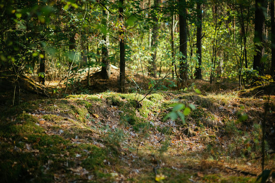 Old World War Trenches In Forest Since Second World War, Belarus