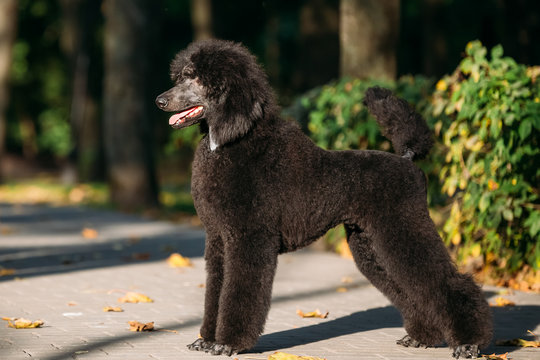 Black Standard Poodle Dog Outdoor