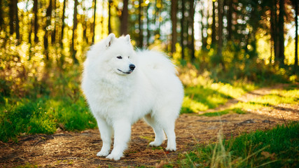 White Samoyed Dog Outdoor Portrait
