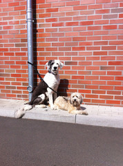 Hunde vor Ziegelmauer