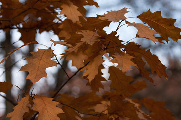Lonely curly oak branches.