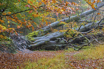 Tree down