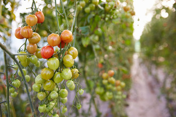 Organic Tomato Plants Growing In Greenhouse