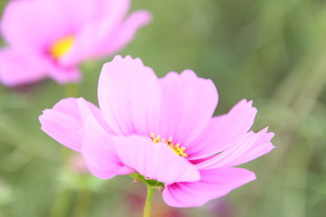 Fototapeta premium コスモス