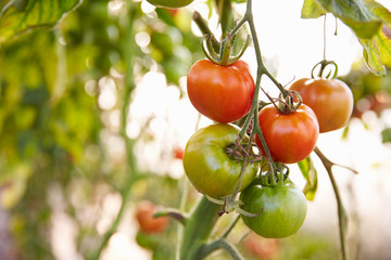 Organic Tomato Plants Growing In Greenhouse