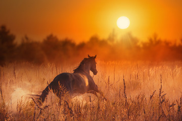cheval brun courir au coucher du soleil