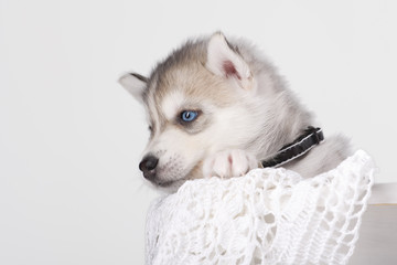 Adorable black and white with blue eyes Husky puppy.
