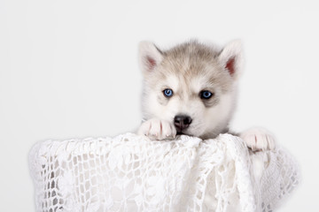 Adorable black and white with blue eyes Husky puppy.