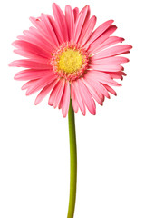 pink daisy isolated - 96108179