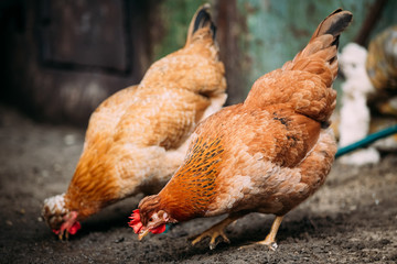 Brown red free chicken in farm