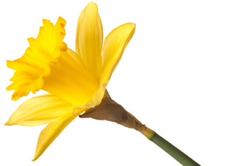 yellow daffodil isolated © Christine