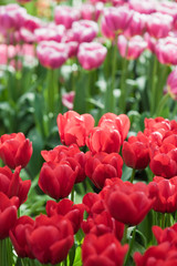 Tulips. Spring flower. beautiful flowers