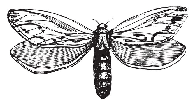 Hepialidae Images Browse 164 Stock Photos, Vectors, and Video Adobe