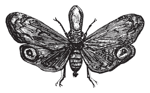 Fulgora laternaria, vintage engraving.