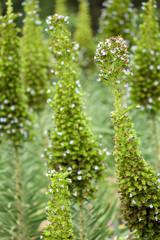 california garden perennials