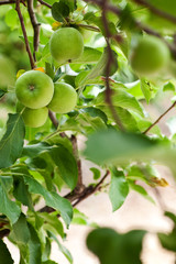 apple tree